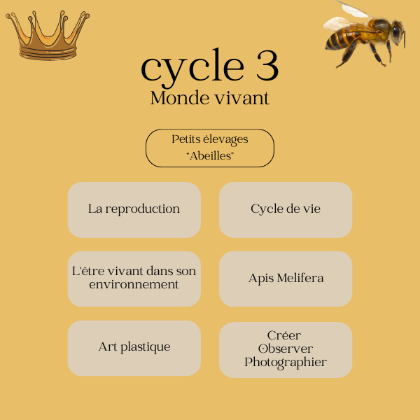 Cycle 3